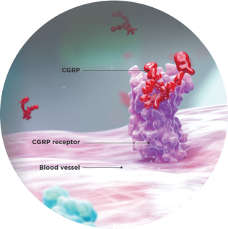 CGRP binding to its receptor graphic